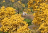 TOUR FLORECIMIENTO DE LOS GUAYACANES LOJA CON FULL DAY EN HILLARY RESORT