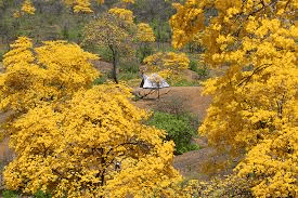 TOUR FLORECIMIENTO DE LOS GUAYACANES LOJA CON FULL DAY EN HILLARY RESORT TOUR FLORECIMIENTO DE LOS GUAYACANES LOJA CON FULL DAY EN HILLARY RESORT