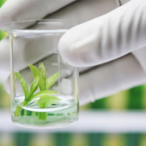 Curso Cultivo in vitro de tejidos vegetales Curso Cultivo in vitro de tejidos vegetales