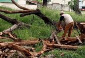 Corte y Poda de Árboles en Guayaquil y Todo el Ecuador | Expertos