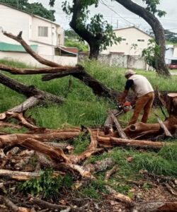 Corte y Poda de Árboles en Guayaquil y Todo el Ecuador | Expertos Corte y Poda de Árboles en Guayaquil y Todo el Ecuador | Expertos
