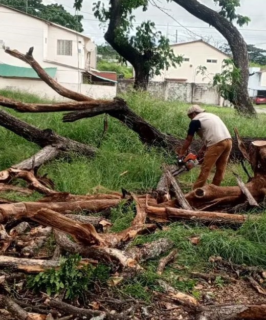 Corte y Poda de Árboles en Guayaquil y Todo el Ecuador | Expertos