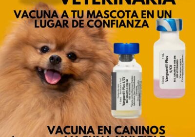 Vacunas para caninos y felinos IMG-20240201-WA00972