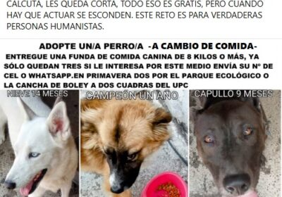 ADOPTE UNA MASCOTA - Durán Guayaquil Ecuador PERROS-ADOPTAR