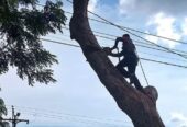 Corte y Poda de Árboles en Guayaquil y Todo el Ecuador | Expertos