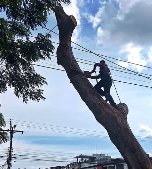 Corte y Poda de Árboles en Guayaquil y Todo el Ecuador | Expertos