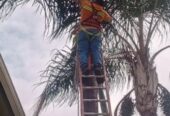 Corte y Poda de Árboles en Guayaquil y Todo el Ecuador | Expertos
