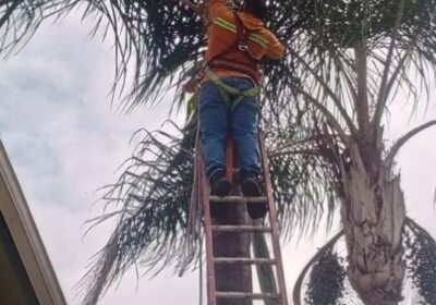 corte-y-poda-de-arboles-guayaquil-ecuador-0003