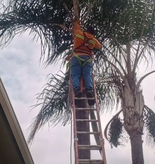 Corte y Poda de Árboles en Guayaquil y Todo el Ecuador | Expertos