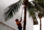 Corte y Poda de Árboles en Guayaquil y Todo el Ecuador | Expertos
