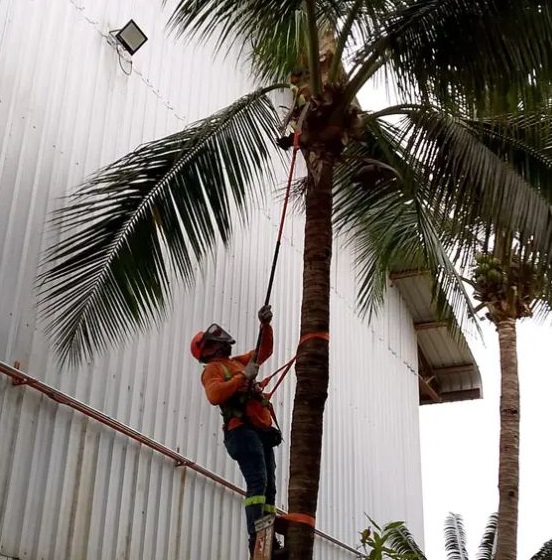 Corte y Poda de Árboles en Guayaquil y Todo el Ecuador | Expertos